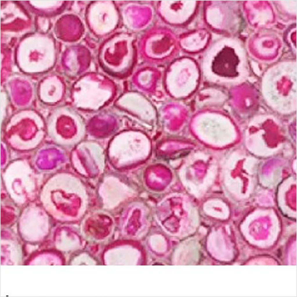 Prezio Stone Translucent Semi-Precious Slab Program - pag finish swatch